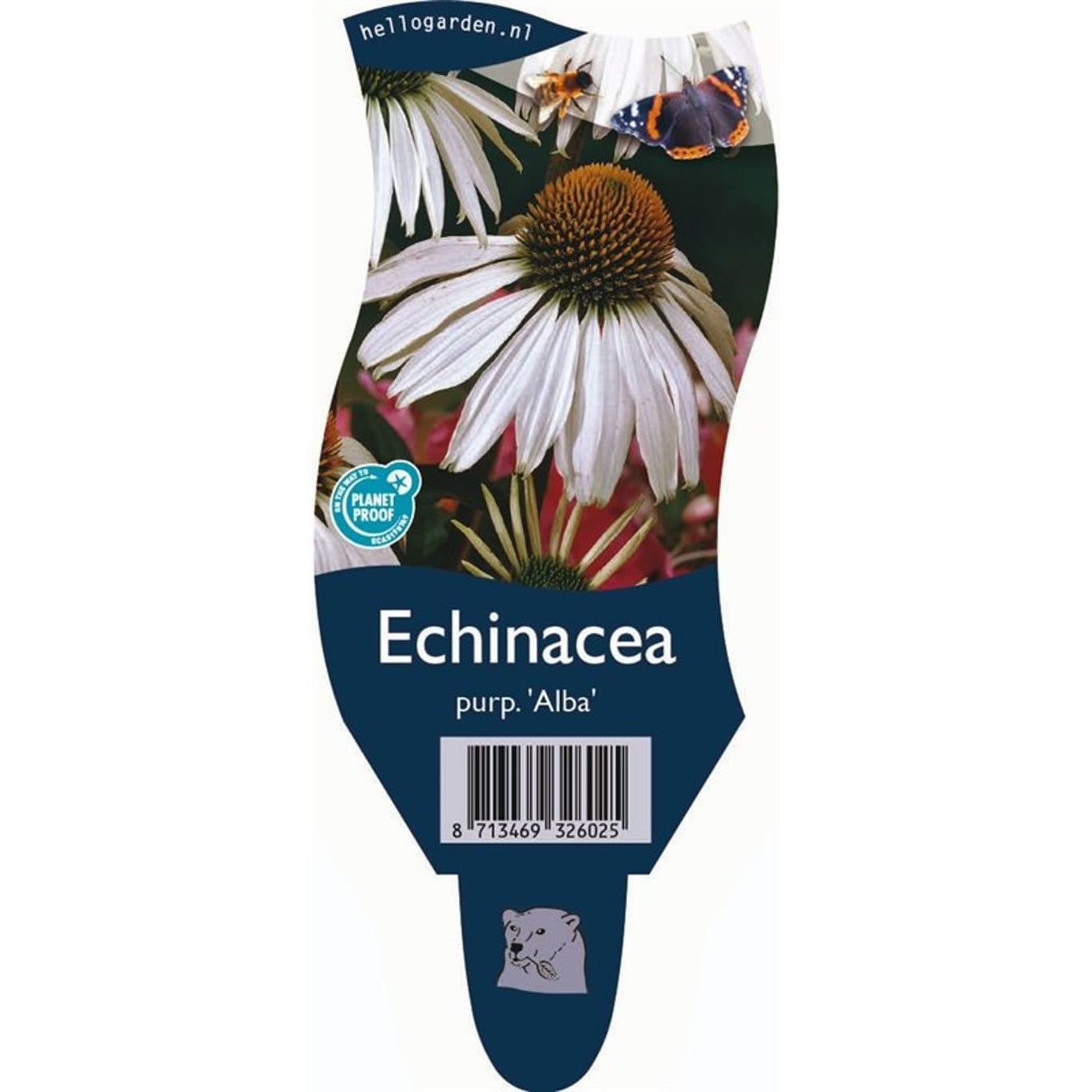Röd solhatt – Echinacea purpurea 'Alba' - P11